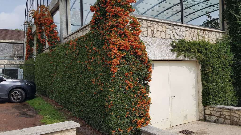 Pyracantha 'Orange Glow' <span class="hidden specialOffer"></span> 60-80 cm